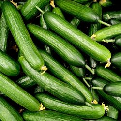 Top-down view of cucumbers