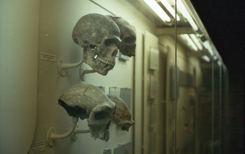 Denisovan DNA