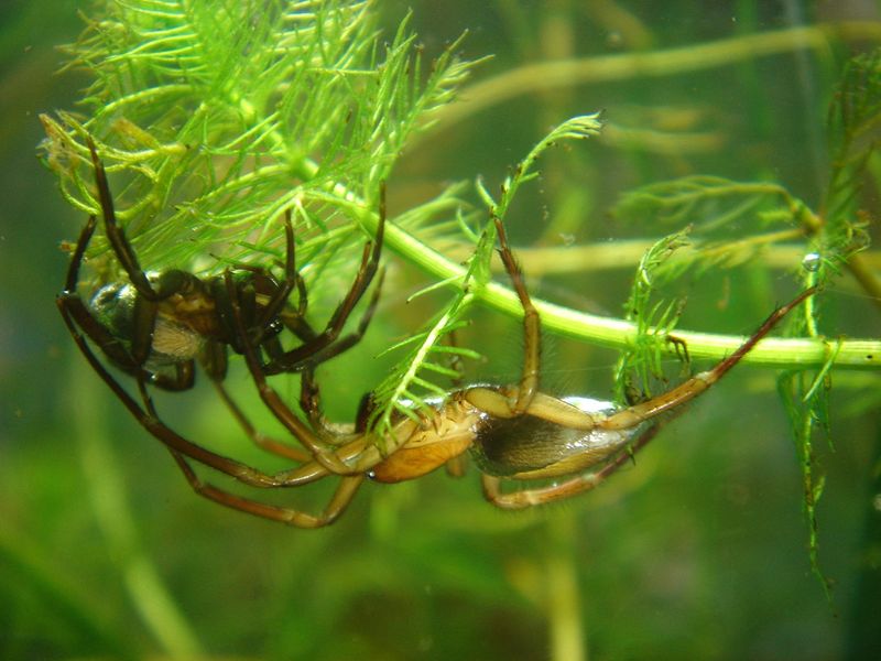 pair of diving bell spiders (famel left, male right) at an aquarium in Vienna, Austria. 