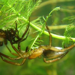 pair of diving bell spiders (famel left, male right) at an aquarium in Vienna, Austria. 