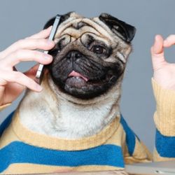 Dog communication AI