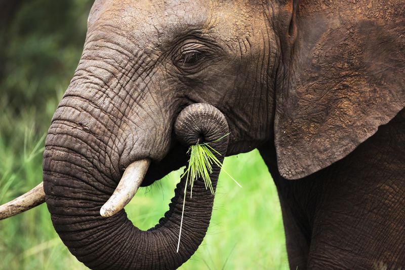 An elephant uses its trunk to place food in this case grass into the side of its mouth
