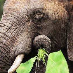 An elephant uses its trunk to place food in this case grass into the side of its mouth