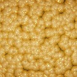 Fat tissue