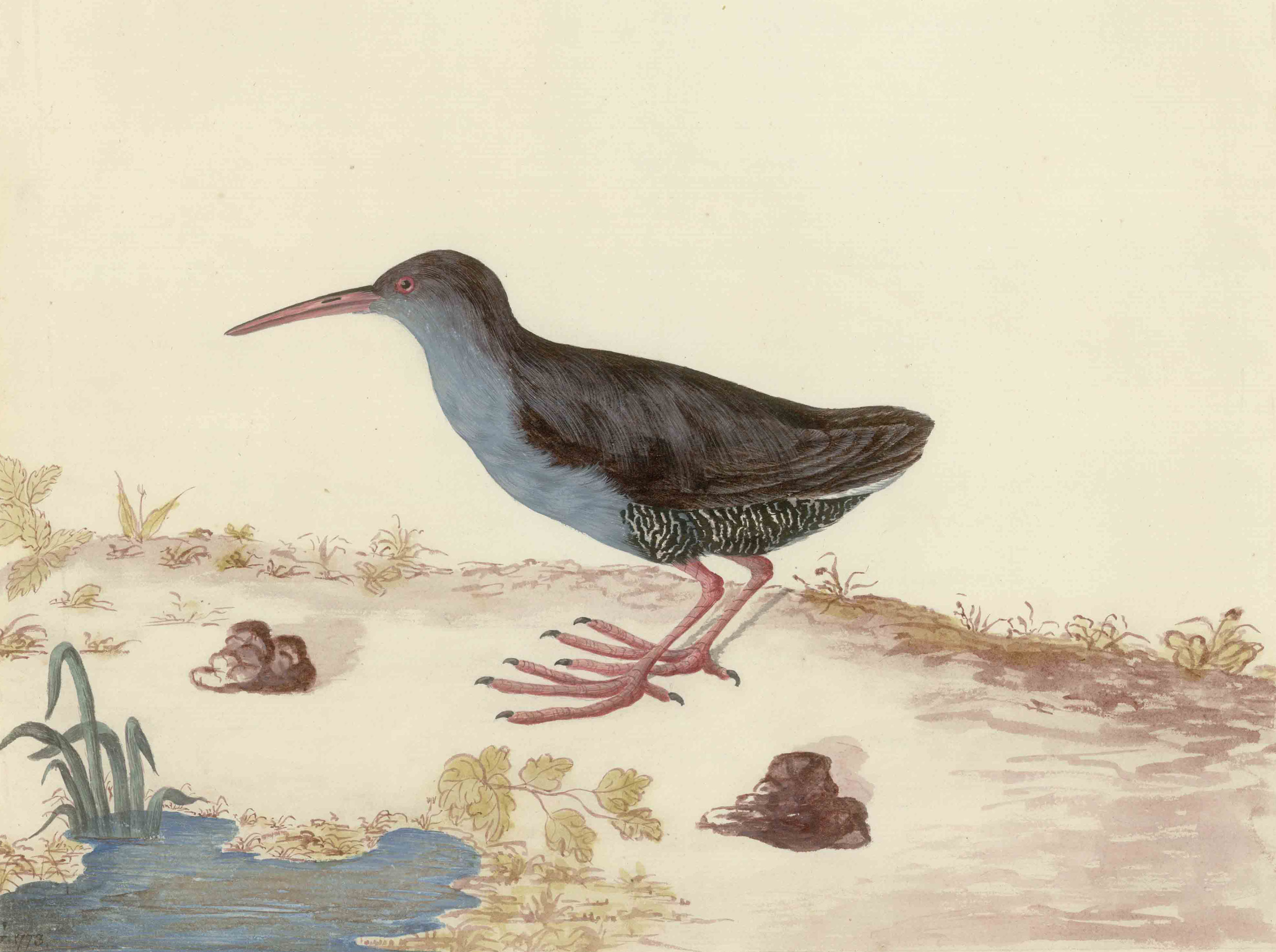 The holotype of Rallus caerulescens, a watercolour painting by Georg Foster The holotype of Rallus caerulescens, a watercolour painting by Georg Foster