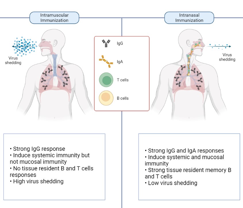diagram comparing intramuscular immunization on the left and intranasal immunization on the right diagram comparing intramuscular immunization on the left and intranasal immunization on the right