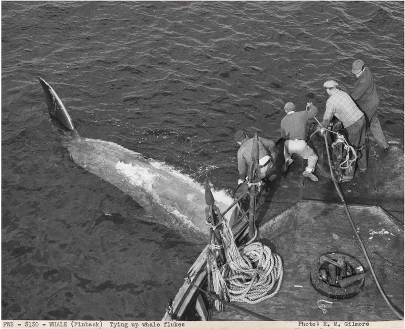 A historical image of fin whale hunting in the 1950s.