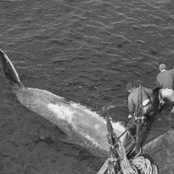 A historical image of fin whale hunting in the 1950s.