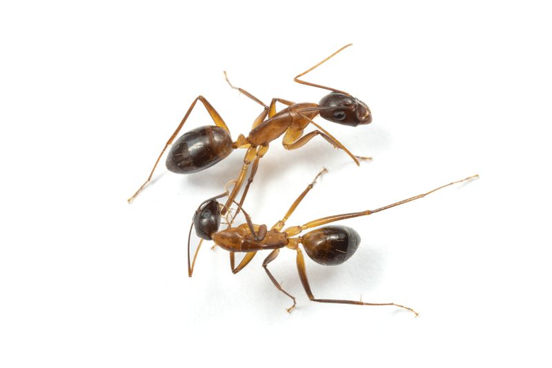 Two Florida carpenter ants, the below ant is tending to the leg of the ant above on a white background.