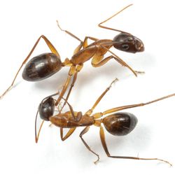 Two Florida carpenter ants, the below ant is tending to the leg of the ant above on a white background.