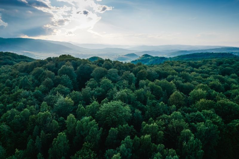 Aerial view of a green forest.