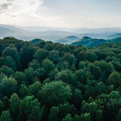 Aerial view of a green forest.