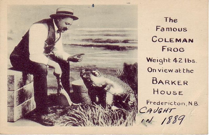 a vintage postcard featuring Fred Coleman and his very definitely real frog