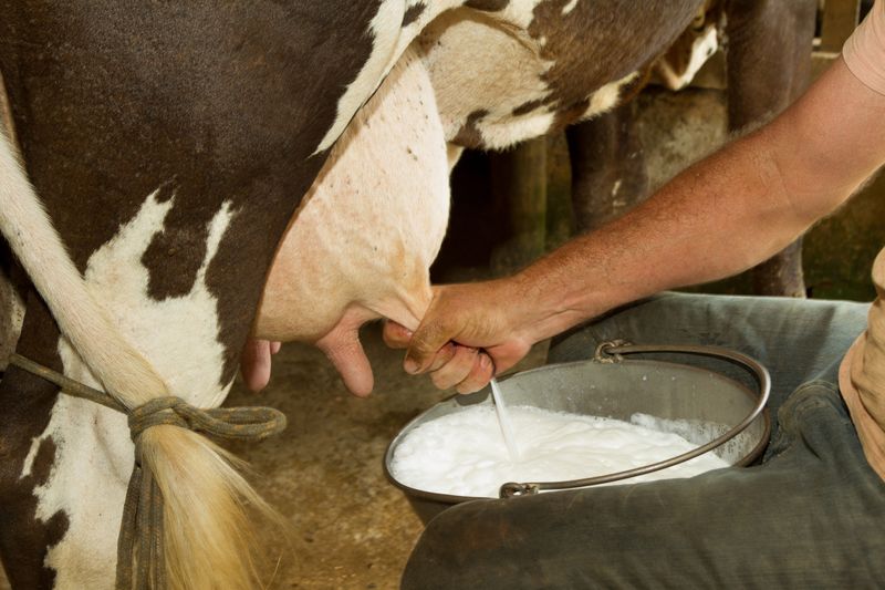 Man milking a cow