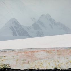 How glacier algae are challenging the way we think about evolution