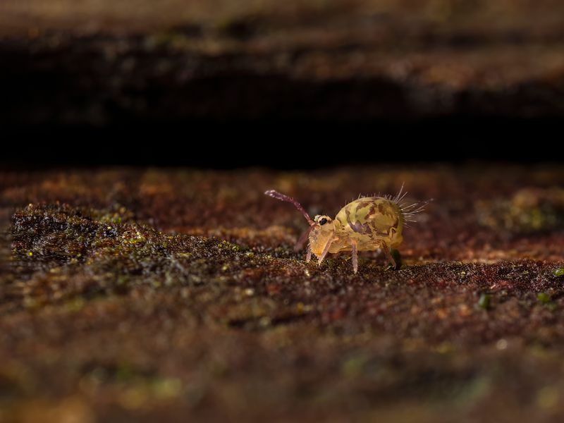 Very small insect on some bark. Yellow and brown pattern with long antenna.