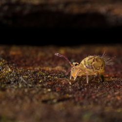 Very small insect on some bark. Yellow and brown pattern with long antenna.