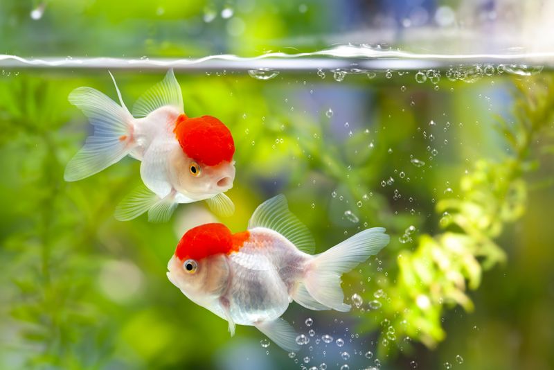 two goldfish with big heads swimming in a fish tank