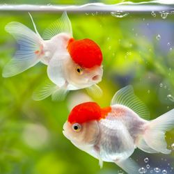 two goldfish with big heads swimming in a fish tank