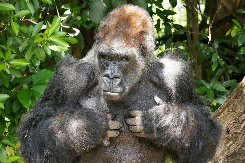 Gorilla in front of foliage, pointing at chest with both hands