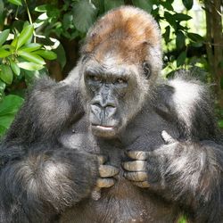 Gorilla in front of foliage, pointing at chest with both hands