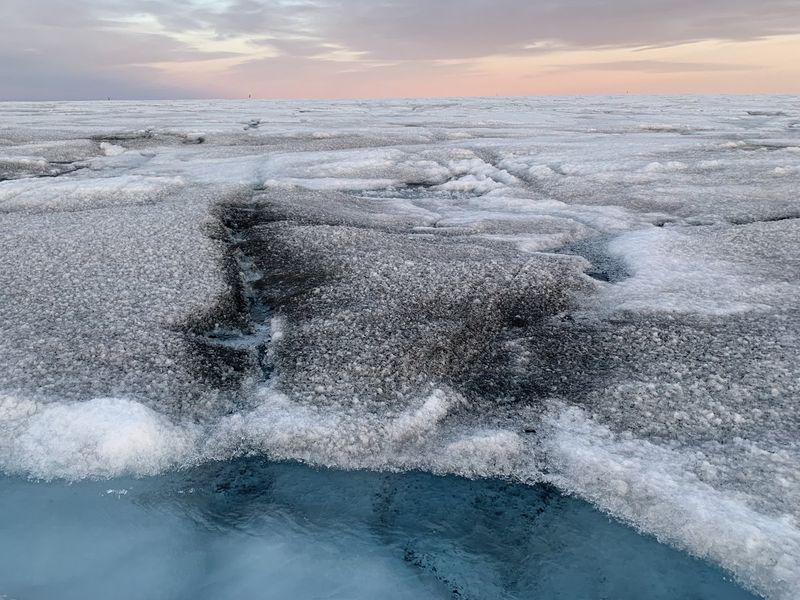 Greenland ice sheet black algae