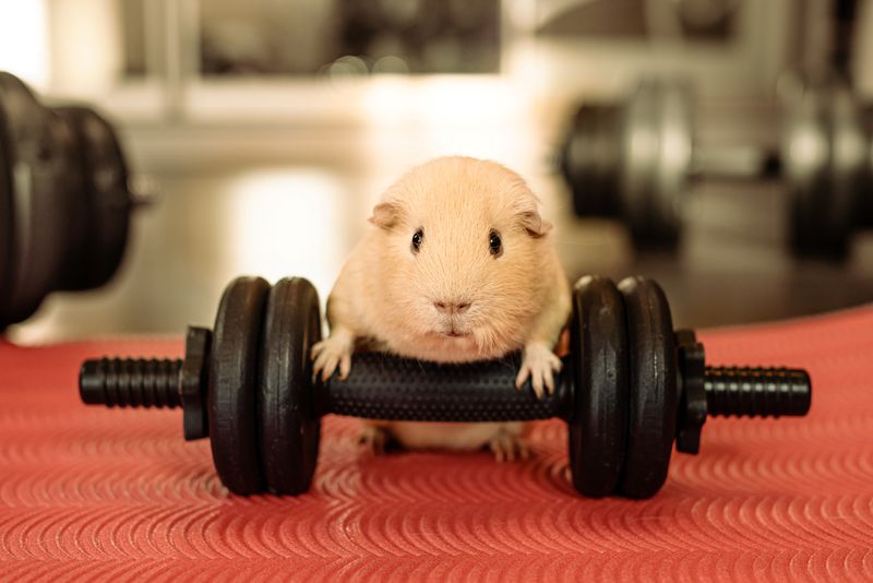orange guinea pig with its front paws on a small black dumbbell, on a red surface