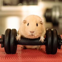 orange guinea pig with its front paws on a small black dumbbell, on a red surface