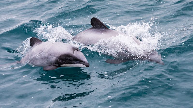 Hector's Dolphin (Cephalorhynchus hectori) mother and calf,