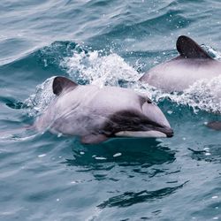 Hector's Dolphin (Cephalorhynchus hectori) mother and calf,
