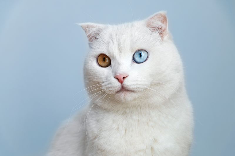 white cat with heterochromia; one eye is hazel, the other is blue