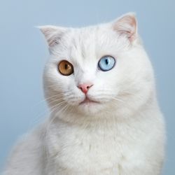 white cat with heterochromia; one eye is hazel, the other is blue