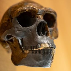 Homo erectus