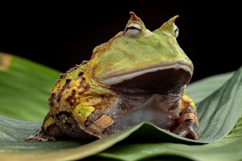 Big green frog sat on a green leave. The mouth is enourmous and gives the frog a wise expression. Small horns appear over the eyes.