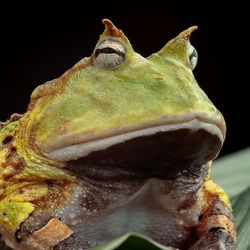 Big green frog sat on a green leave. The mouth is enourmous and gives the frog a wise expression. Small horns appear over the eyes.