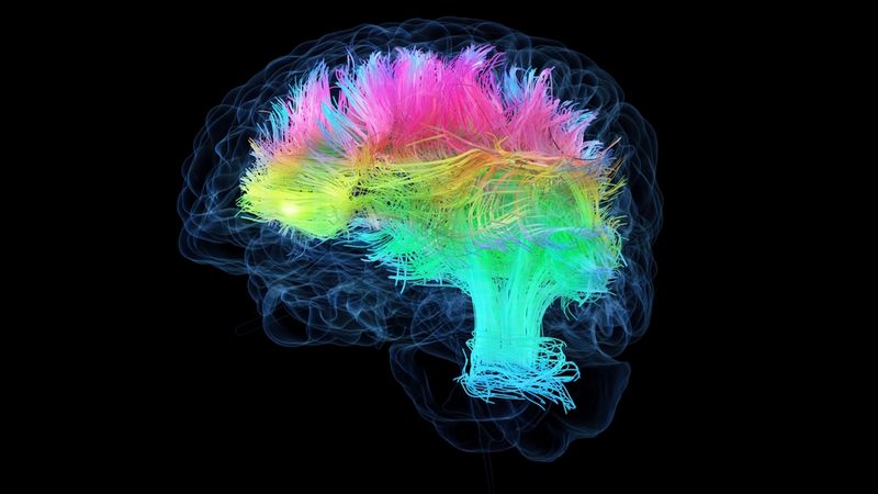 3d rendered medical illustration of colored white brain matter fibers.