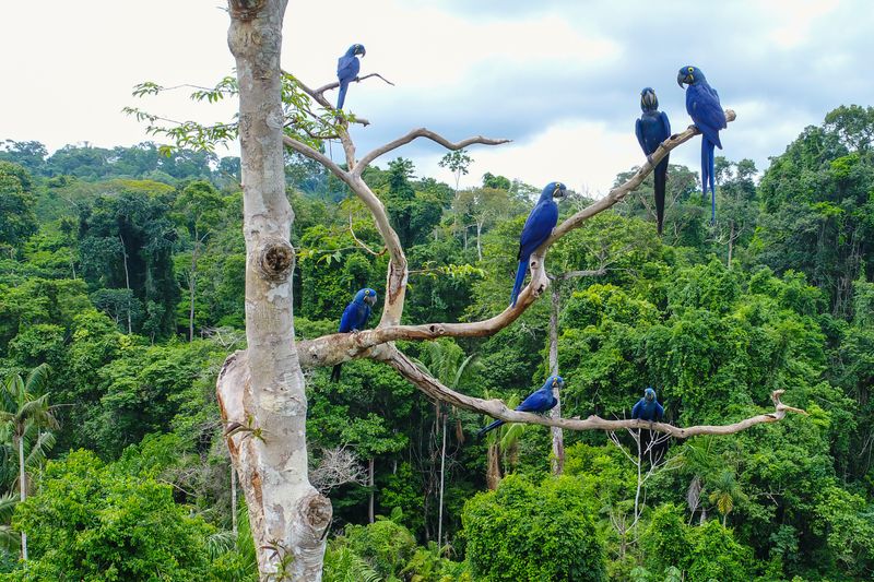 A gang of hyacinth macaws (Anodorhynchus hyacinthinus) in the canopy of a tree in the Brazilian Amazon rainforest.