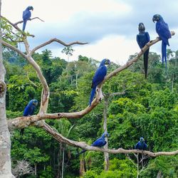 A gang of hyacinth macaws (Anodorhynchus hyacinthinus) in the canopy of a tree in the Brazilian Amazon rainforest.