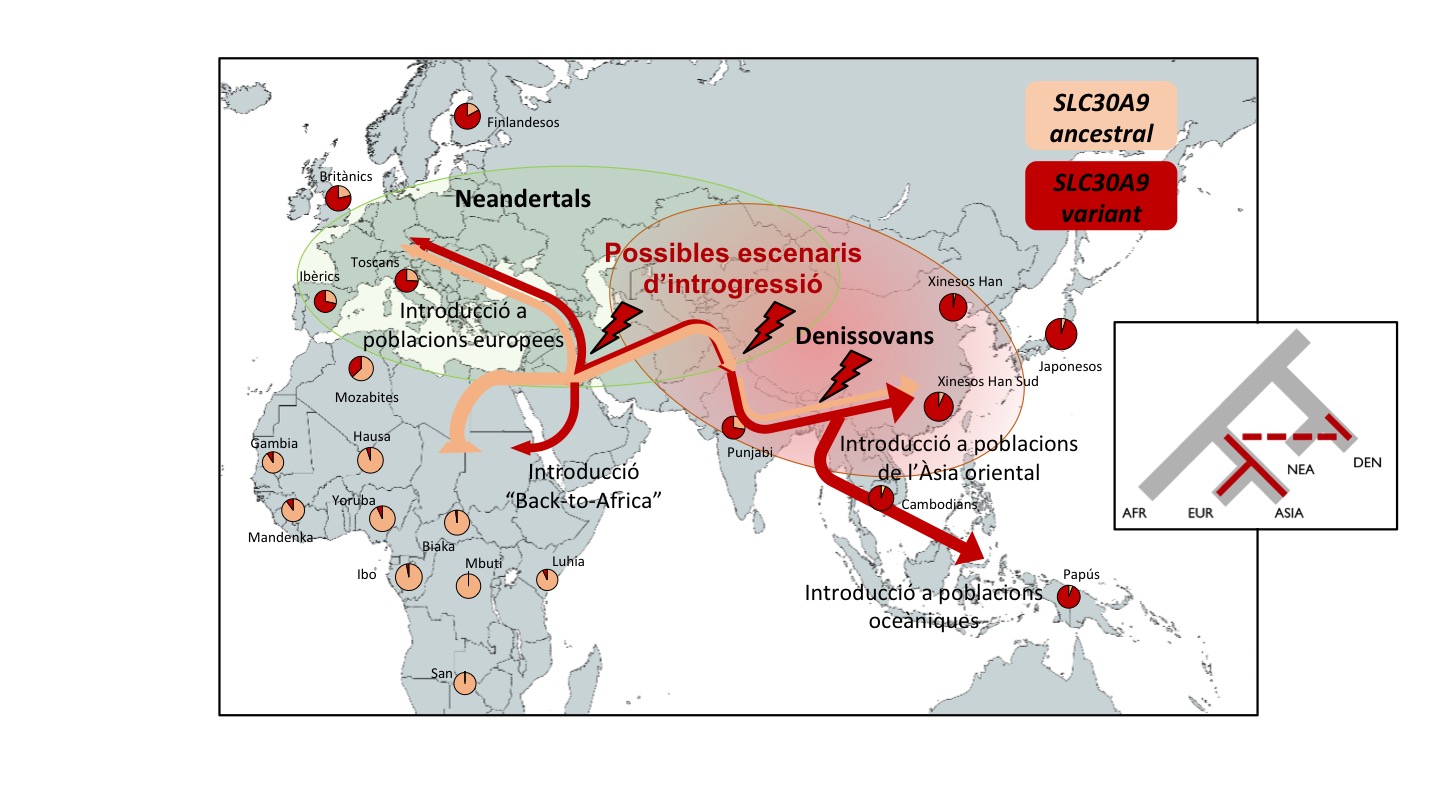 Denisovan gene variant distribution map Denisovan gene variant distribution map