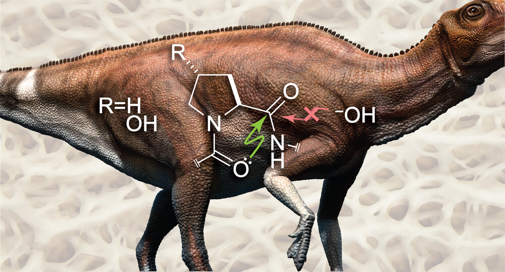 A dinosaur with a schematic of the carbonyl groups, showing the bonds between carbon atoms in some and oxygens in others that keep water out. A dinosaur with a schematic of the carbonyl groups, showing the bonds between carbon atoms in some and oxygens in others that keep water out.