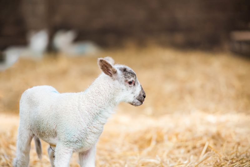 White lamb isolated against straw