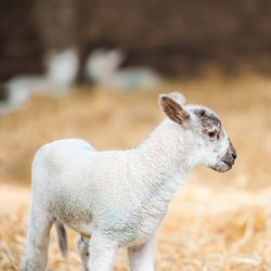 White lamb isolated against straw