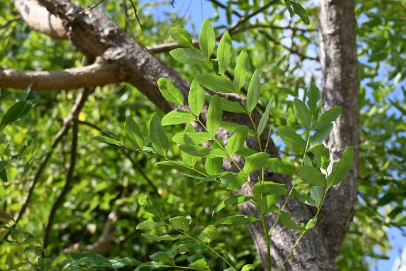 Close-up of the leaves on a Japanese pagoda tree