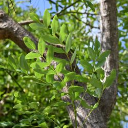 Close-up of the leaves on a Japanese pagoda tree