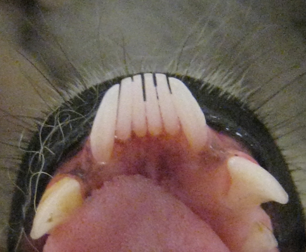lemur toothcomb lemur toothcomb