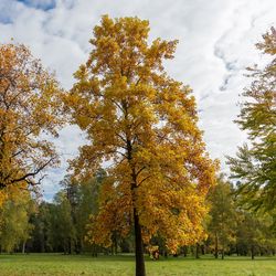 Two trees standing in a sparse wood covered in orange and yellow fall leaves