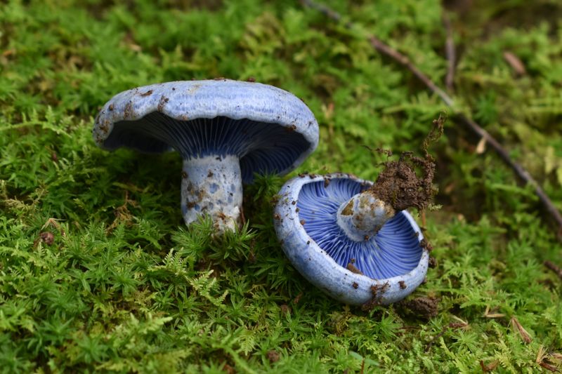 A beautiful mushroom called Lactarius indigo found in a cloud forest in Xalapa, Veracruz