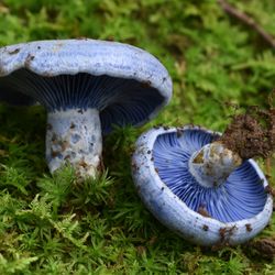 A beautiful mushroom called Lactarius indigo found in a cloud forest in Xalapa, Veracruz