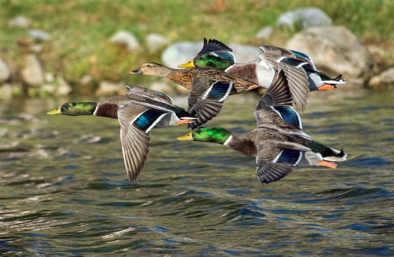 flock of four mallard ducks flying close to the surface of a lake