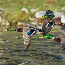 flock of four mallard ducks flying close to the surface of a lake